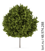 norway maple tree isolated on white background. Стоковое фото, агентство Ingram Publishing / Фотобанк Лори