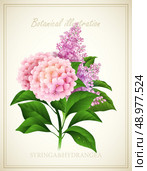 Syringa and Hydrangea flower . Botanical Vector illustration. Стоковая иллюстрация, агентство Ingram Publishing / Фотобанк Лори