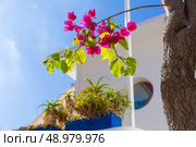 Majorca Cala Ratjada bougainvilleas Rajada in Capdepera Mallorca. Стоковое фото, агентство Ingram Publishing / Фотобанк Лори