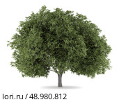 crack willow tree isolated on white background. Стоковое фото, агентство Ingram Publishing / Фотобанк Лори