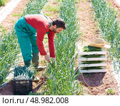 Farmer man harvesting onions in Mediterranean orchard field. Стоковое фото, агентство Ingram Publishing / Фотобанк Лори