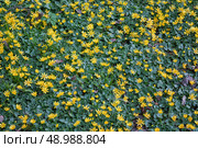Чистяк весенний, или Лютик весенний (лат. Ranunculus ficaria) Стоковое фото, фотограф Елена Арсентьева / Фотобанк Лори