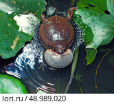 Male Banded bullfrog  calls for a mate with vocal sac inflated during mating season. Стоковое фото, агентство Ingram Publishing / Фотобанк Лори