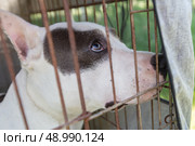 The face of a fighting breed dog in an enclosure. Стоковое фото, фотограф Лазаренко Светлана / Фотобанк Лори