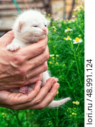 newborn kitten of white colour in your hands.Selective focus. newborn kittens. Стоковое фото, агентство Ingram Publishing / Фотобанк Лори