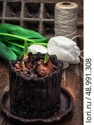 sprouted bulbs on white background fresh cut tulips. Стоковое фото, агентство Ingram Publishing / Фотобанк Лори