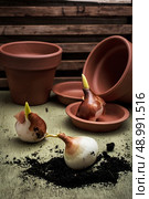 shoots of tulips germinated in the spring tulips with agricultural accessories. Стоковое фото, агентство Ingram Publishing / Фотобанк Лори