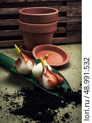 shoots of tulips germinated in the spring tulips with agricultural accessories. Стоковое фото, агентство Ingram Publishing / Фотобанк Лори