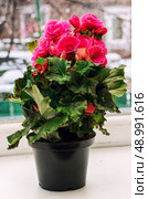 begonia on the windowsill . Стоковое фото, агентство Ingram Publishing / Фотобанк Лори