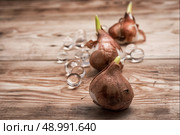 shoots of tulips germinated . Стоковое фото, агентство Ingram Publishing / Фотобанк Лори