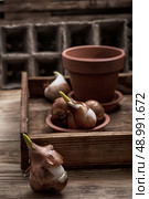 shoots of tulips germinated in the spring tulips with agricultural accessories. Стоковое фото, агентство Ingram Publishing / Фотобанк Лори
