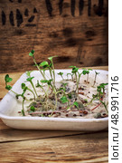germinated spring planting the sprouts. Стоковое фото, агентство Ingram Publishing / Фотобанк Лори