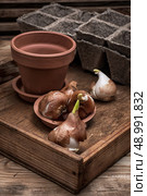 shoots of tulips germinated in the spring tulips with agricultural accessories. Стоковое фото, агентство Ingram Publishing / Фотобанк Лори