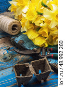 blooming daffodils,peat pots,secateurs on wooden background.Selective focus. Стоковое фото, агентство Ingram Publishing / Фотобанк Лори