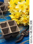 blooming daffodils,peat pots,secateurs on wooden background.Selective focus. Стоковое фото, агентство Ingram Publishing / Фотобанк Лори