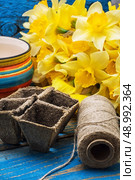 blooming daffodils,peat pots,secateurs on wooden background.Selective focus. Стоковое фото, агентство Ingram Publishing / Фотобанк Лори