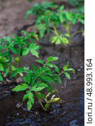 bushes planted tomato prepayment running water. bushes planted tomato prepayment running water.Selective focus. Стоковое фото, агентство Ingram Publishing / Фотобанк Лори