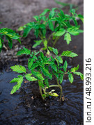 bushes planted tomato prepayment running water. bushes planted tomato prepayment running water.Selective focus. Стоковое фото, агентство Ingram Publishing / Фотобанк Лори