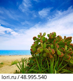 Almeria Mojacar beach prickly pear plant in Mediterranean sea Spain. Стоковое фото, агентство Ingram Publishing / Фотобанк Лори