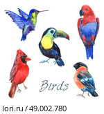 Tropical rainforest parrot birds with beautiful plumage and curved beaks watercolor pictograms collection abstract isolated vector illustration. Exotic tropical birds watercolor icons set. Стоковая иллюстрация, агентство Ingram Publishing / Фотобанк Лори