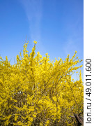 Yellow Forsythia bush on blue background in the spring. Стоковое фото, агентство Ingram Publishing / Фотобанк Лори