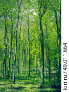 Green beech forest in the springtime. Стоковое фото, агентство Ingram Publishing / Фотобанк Лори