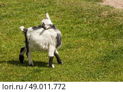 High resolution photo in best quality. Стоковое фото, агентство Ingram Publishing / Фотобанк Лори