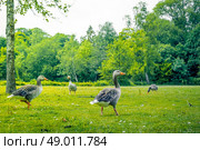 Geese looking for food in the green nature. Стоковое фото, агентство Ingram Publishing / Фотобанк Лори