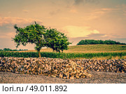 Beautiful tree growing from a pile of wood. Стоковое фото, агентство Ingram Publishing / Фотобанк Лори