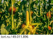Peeled corn on a field with many crops. Стоковое фото, агентство Ingram Publishing / Фотобанк Лори