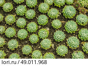 Sempervivum plants in the garden soil. Стоковое фото, агентство Ingram Publishing / Фотобанк Лори