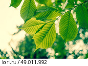 Beech tree with green leaves in the spring. Стоковое фото, агентство Ingram Publishing / Фотобанк Лори