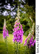 Beautiful violet Campanula flowerin a garden at summertime. Стоковое фото, агентство Ingram Publishing / Фотобанк Лори