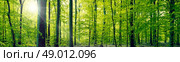 Panorama landscape of a beech forest in the springtime. Стоковое фото, агентство Ingram Publishing / Фотобанк Лори