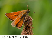 Venata moth relaxing on lake rushes. Стоковое фото, агентство Ingram Publishing / Фотобанк Лори