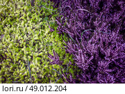 Purple heather with contrast green pine. Стоковое фото, агентство Ingram Publishing / Фотобанк Лори