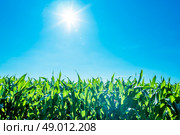 Green cornfield with sunshine and blue sky. Стоковое фото, агентство Ingram Publishing / Фотобанк Лори