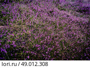 Purple heather field in natural surroundings. Стоковое фото, агентство Ingram Publishing / Фотобанк Лори