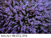 Purple heather field in natural surroundings. Стоковое фото, агентство Ingram Publishing / Фотобанк Лори