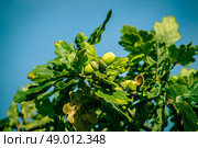 Fresh green acorn ripe hanging from a tree. Стоковое фото, агентство Ingram Publishing / Фотобанк Лори