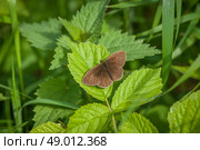 Aphantopus hyperanthus butterfly on a green plant in the garden. Стоковое фото, агентство Ingram Publishing / Фотобанк Лори