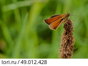 Venata moth relaxing on lake rushes. Стоковое фото, агентство Ingram Publishing / Фотобанк Лори