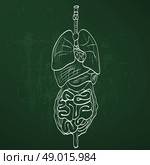 chalk painted alimentary system. Стоковая иллюстрация, агентство Ingram Publishing / Фотобанк Лори