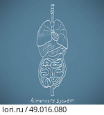 chalk painted alimentary system. Стоковая иллюстрация, агентство Ingram Publishing / Фотобанк Лори