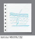 skin hair layer illustration on paper. Стоковая иллюстрация, агентство Ingram Publishing / Фотобанк Лори