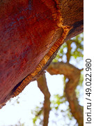Castellon alcornocal in Sierra Espadan cork tree forest in Valencian Community of Spain. Стоковое фото, агентство Ingram Publishing / Фотобанк Лори