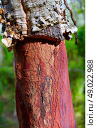 Castellon alcornocal in Sierra Espadan cork tree forest in Valencian Community of Spain. Стоковое фото, агентство Ingram Publishing / Фотобанк Лори