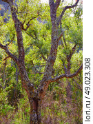 Castellon alcornocal in Sierra Espadan cork tree forest in Valencian Community of Spain. Стоковое фото, агентство Ingram Publishing / Фотобанк Лори