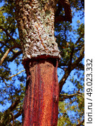 Castellon alcornocal in Sierra Espadan cork tree forest in Valencian Community of Spain. Стоковое фото, агентство Ingram Publishing / Фотобанк Лори