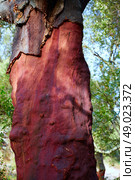 Castellon alcornocal in Sierra Espadan cork tree forest in Valencian Community of Spain. Стоковое фото, агентство Ingram Publishing / Фотобанк Лори